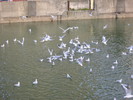 Seagulls feeding