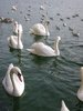 Swans and seagulls