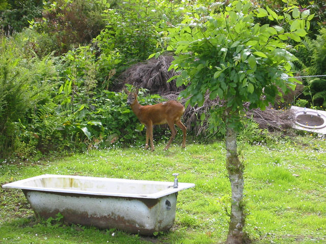 Deer in the garden