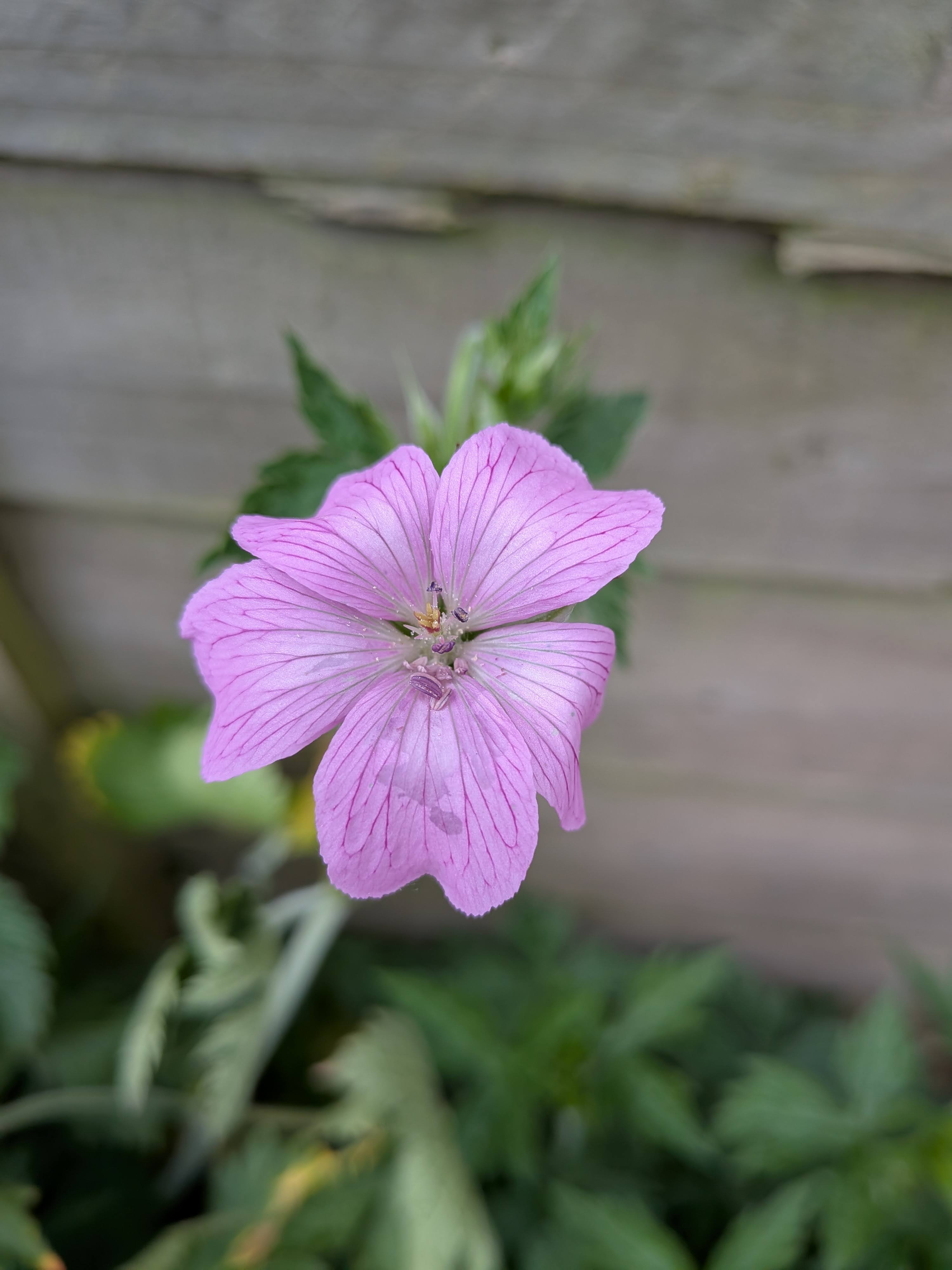 PXL_20260503_113801238.MACRO_FOCUS.jpg