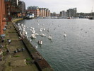 Quayside swans