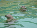 Seals