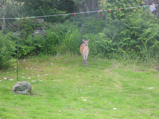 Deer in the garden